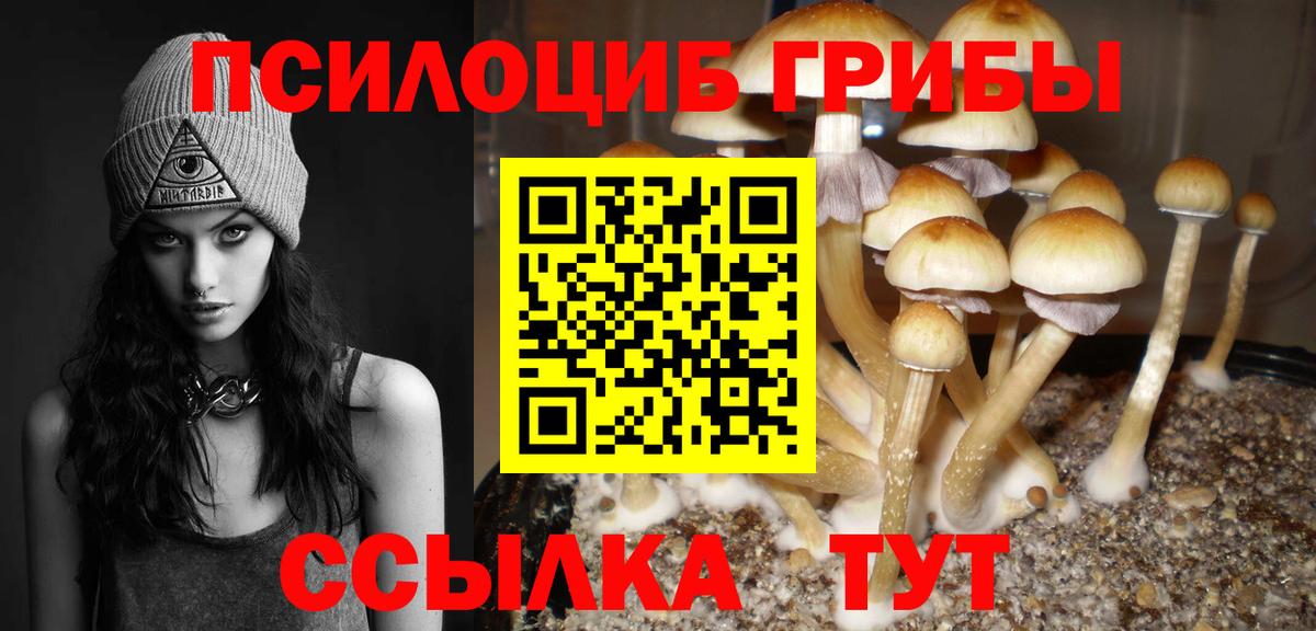 Псилоцибиновые грибы Psilocybe  Вход с VPN  Междуреченск 